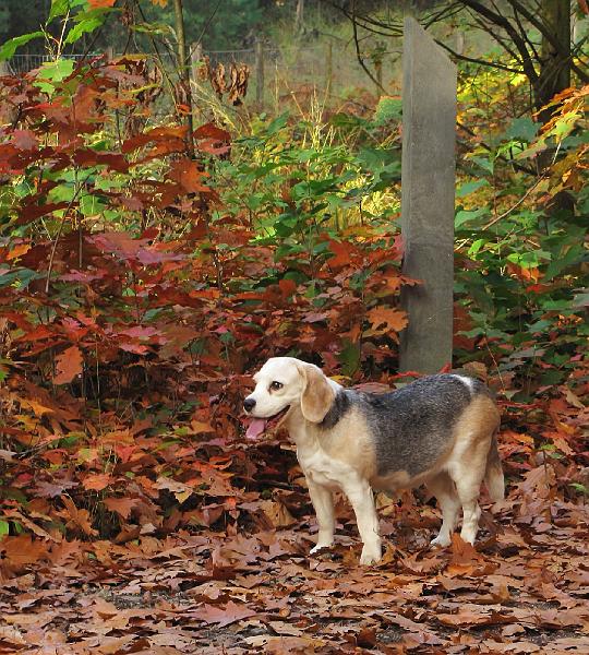 Wandeling van Monke en Judith op 21-10-2012 (58).JPG